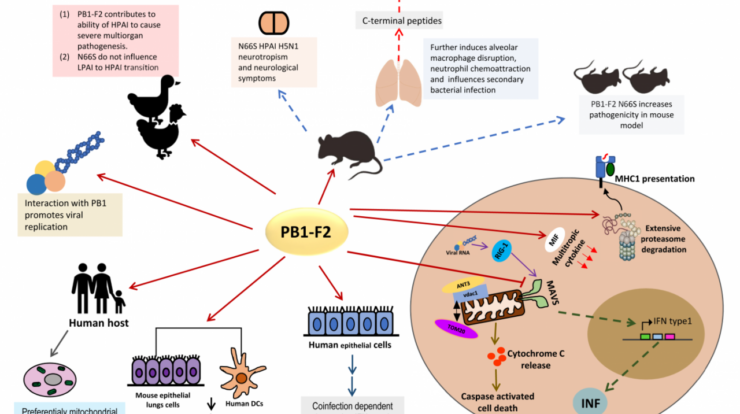 Virus influenza particle ethnicity infection protection disease